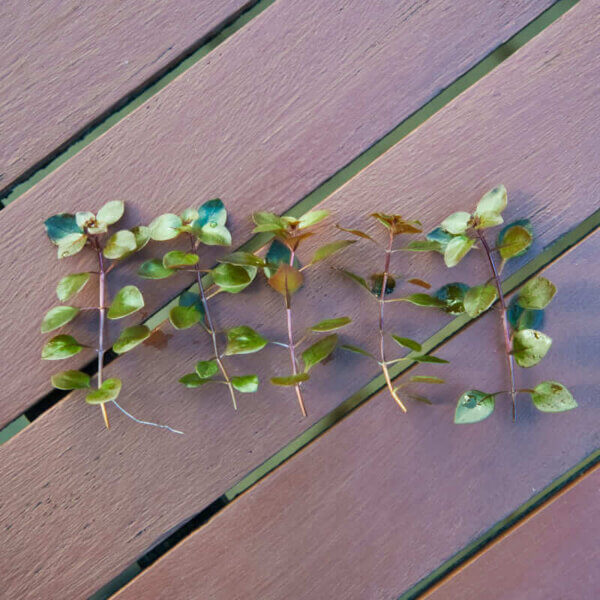 Kleine Tiefrote Ludwigie | Ludwigia palustris 'Super Red' – Bild 4