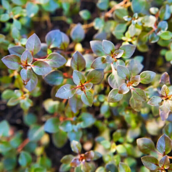 Kleine Tiefrote Ludwigie | Ludwigia palustris 'Super Red' – Bild 3