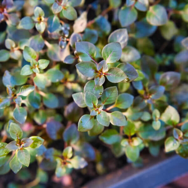Kleine Tiefrote Ludwigie | Ludwigia palustris 'Super Red'