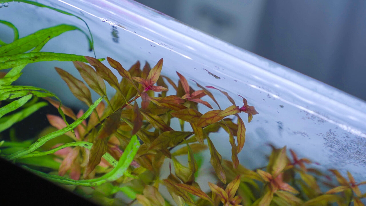 Ludwigia palustris "Super Red" zeigt auch ohne CO2 und zusätzliche Düngung eine rötliche Farbe