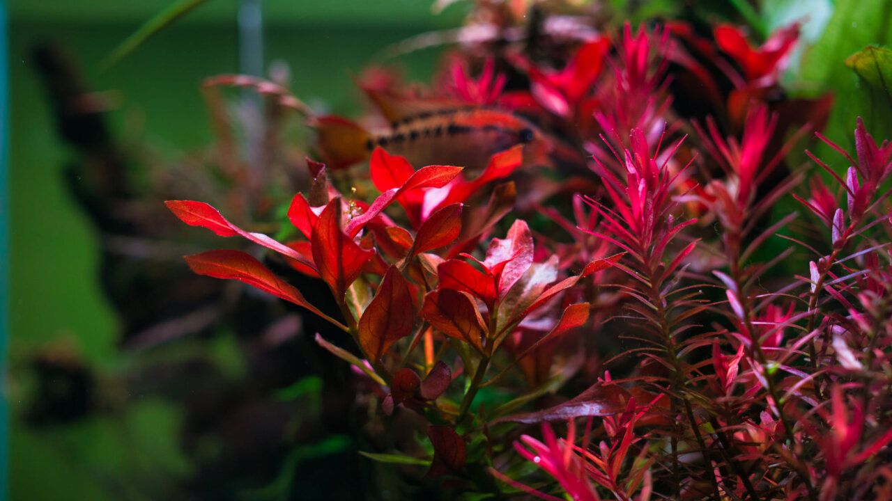 Ludwigia repens und Rotala H'ra im Aquarium sind zwei beliebte rote Wasserpflanzen