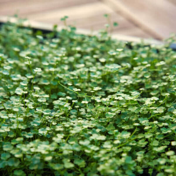 Mini-Wassernabel | Hydrocotyle tripartita 'Mini' – Bild 5