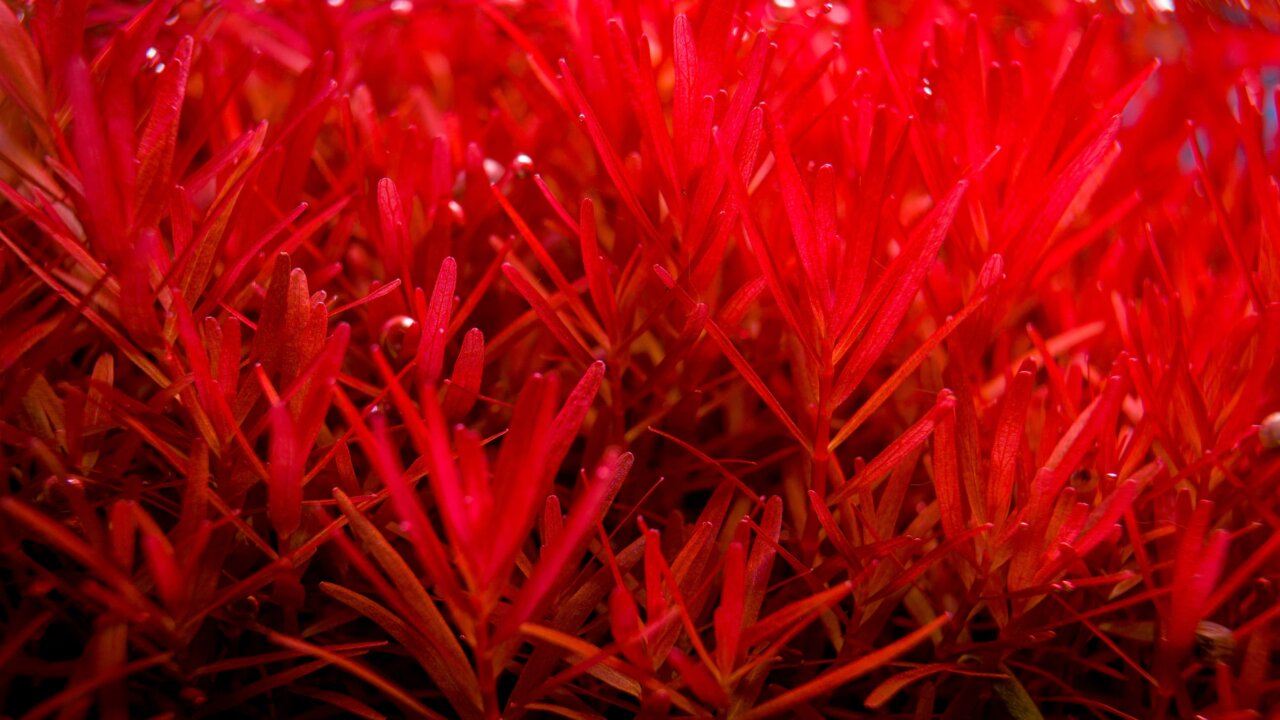 Rotala H'ra mit ihrem intensiven Rot gehört zu den beliebtesten roten Hintergrundpflanzen für ein Aquarium