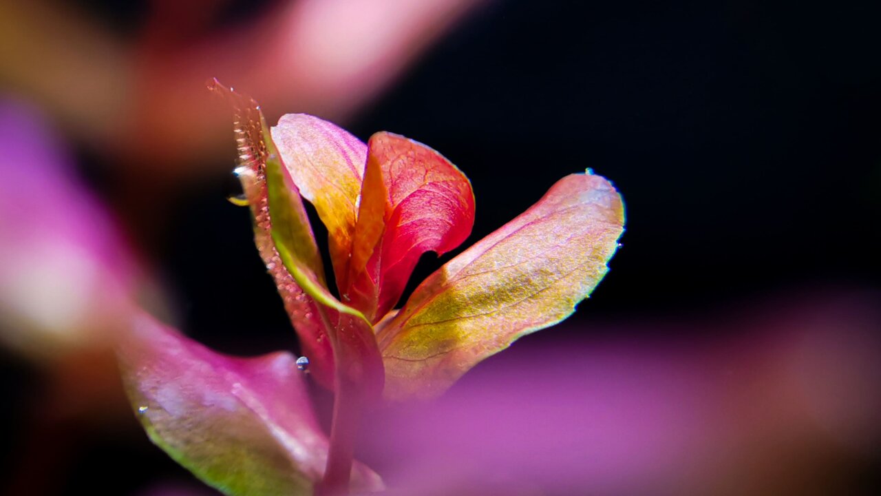 Rotala macrandra mit ihren welligen, rot/pinken Blättern im Aquascape