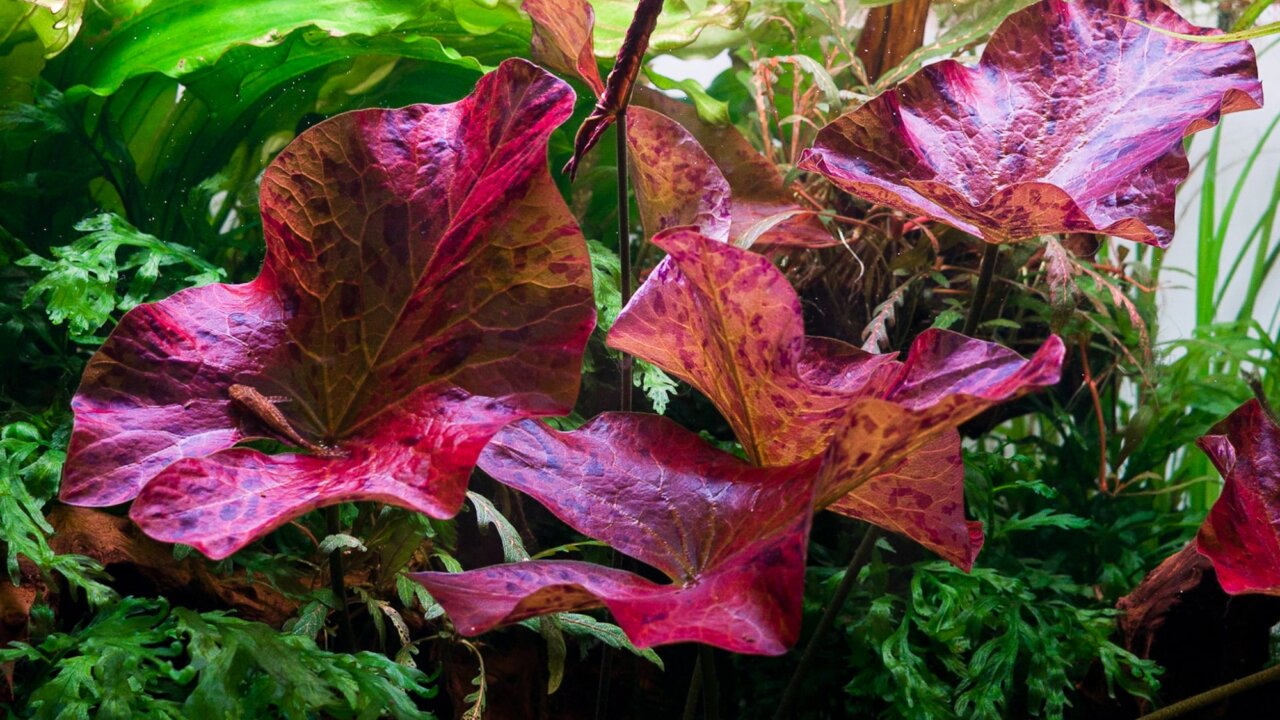 Rote Hintergrundpflanzen wie der rote Tigerlotus in diesem bepflanzten Aquascape sind immer ein toller Blickfang