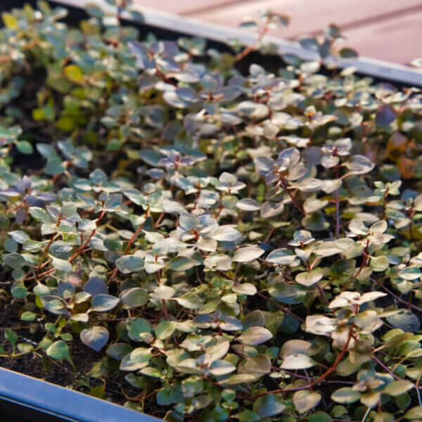 Kleine Tiefrote Ludwigie | Ludwigia palustris 'Super Red' – Bild 2