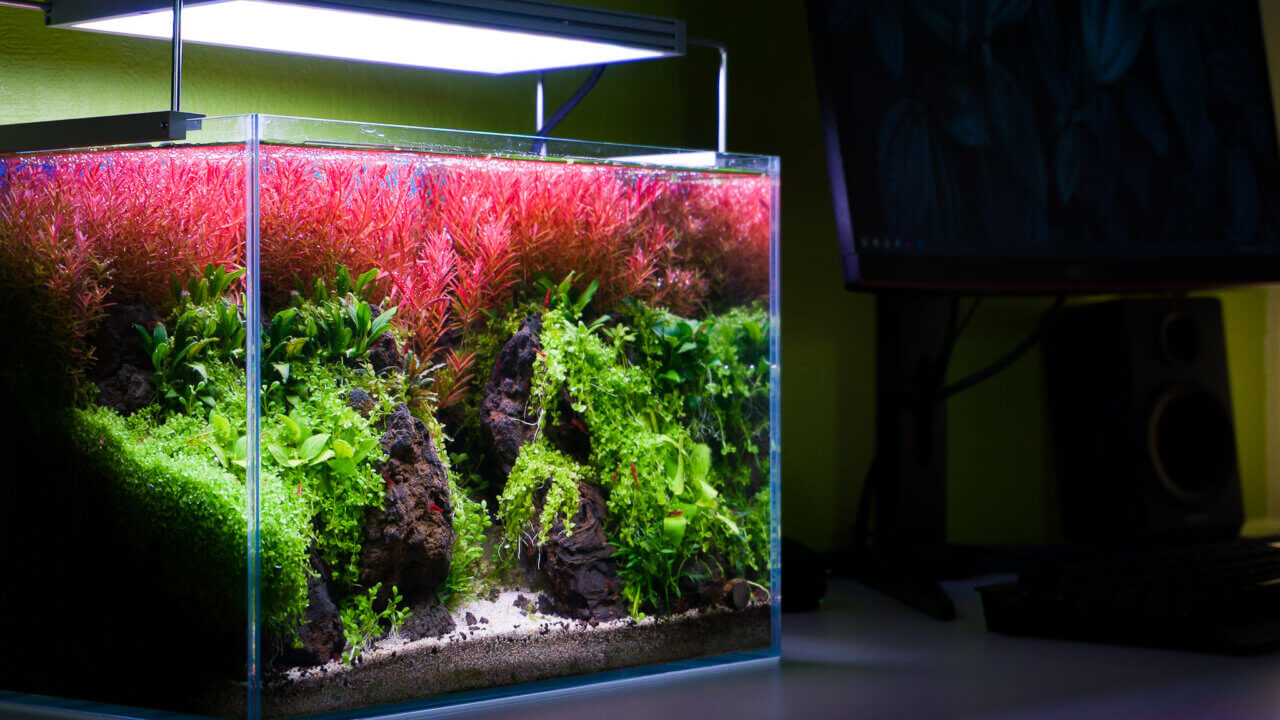 Kleines Nano-Aquascape auf einem modernen Schreibtisch
