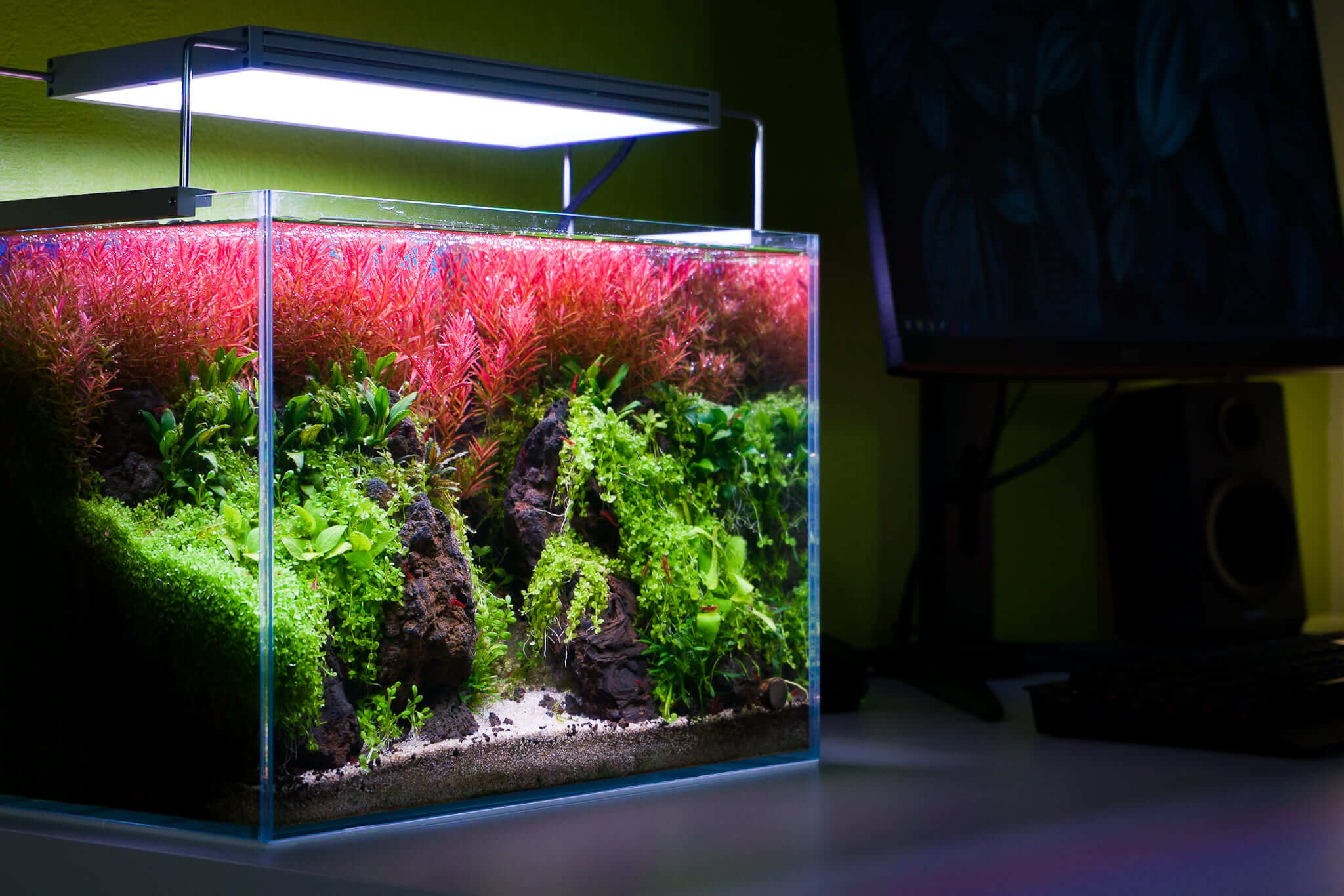 Kleines Nano-Aquascape auf einem modernen Schreibtisch