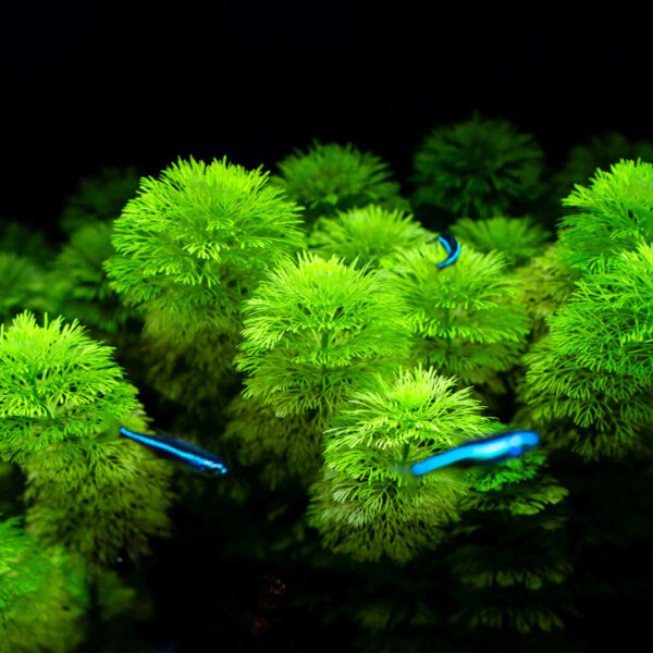 Blütenstielloser Sumpffreund | Limnophila sessiliflora – Bild 5