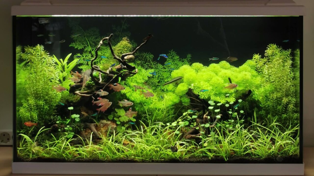 Stark bewachsenes Aquascape nach mehreren Wochen Standzeit mit üppiger Bepflanzung und Fischen