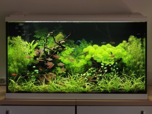 Stark bewachsenes Aquascape nach mehreren Wochen Standzeit mit üppiger Bepflanzung und Fischen