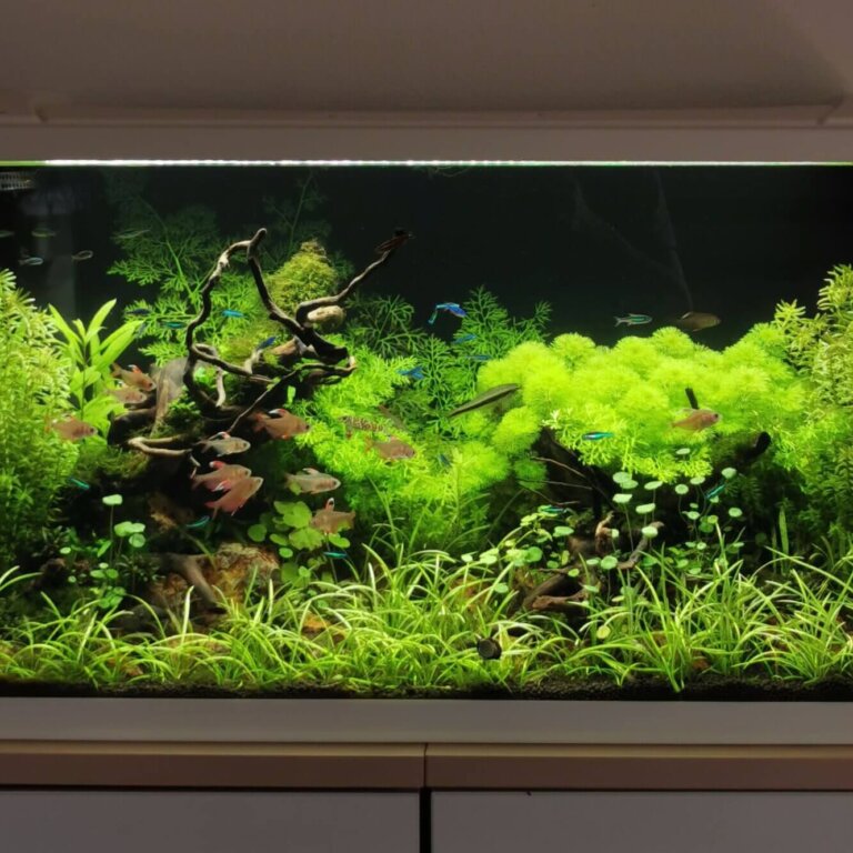 Stark bewachsenes Aquascape nach mehreren Wochen Standzeit mit üppiger Bepflanzung und Fischen