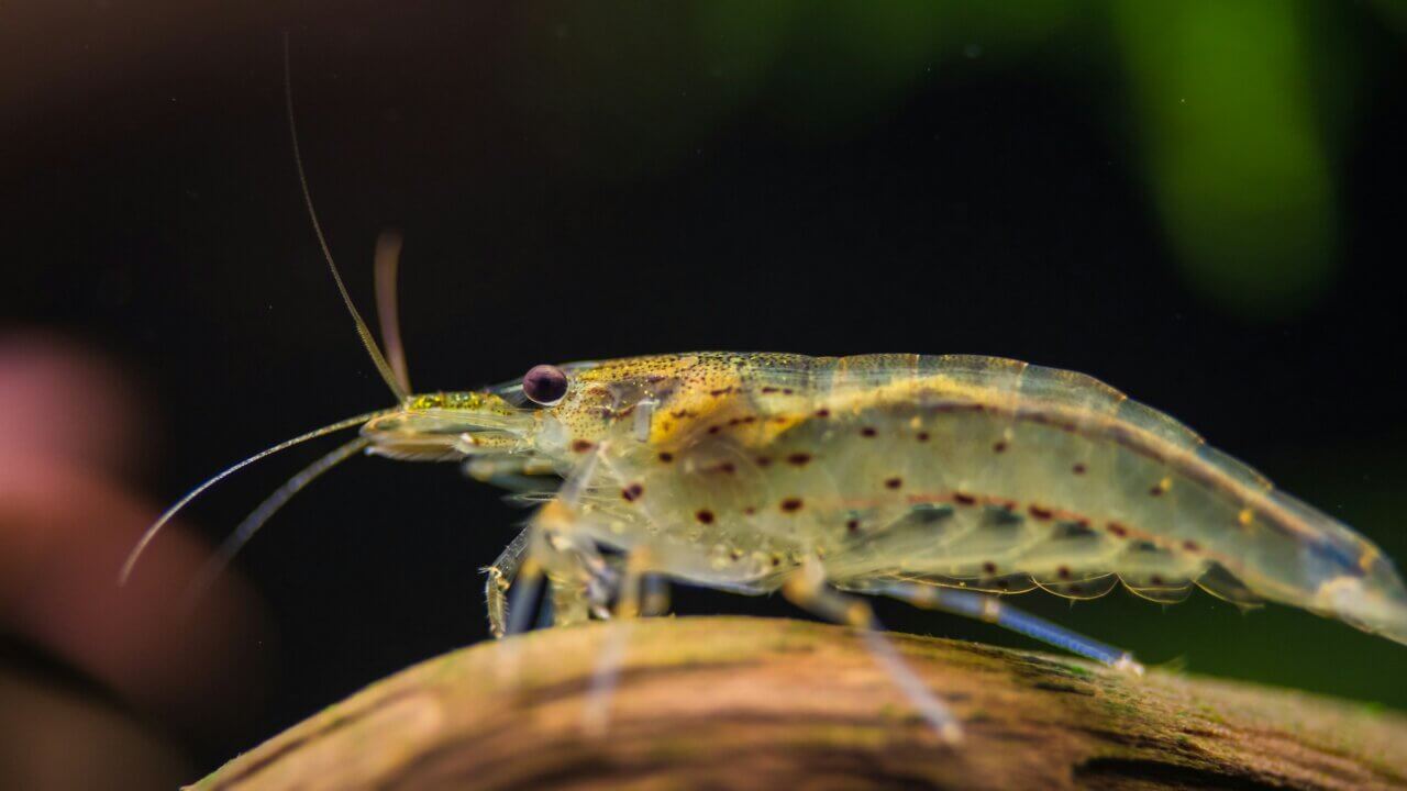 Amanogarnele (Caridina multidentata) auf einer Wurzel im Aquarium