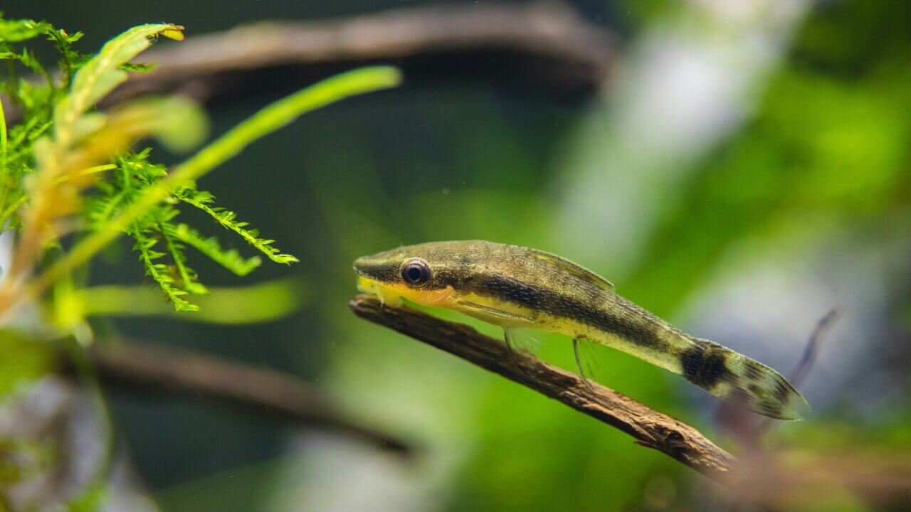 Ohrgitterharnischwels (Otocinclus) sitzt auf einer Wurzel im Aquarium. Der perfekte Algenfresser für dein Aquarium