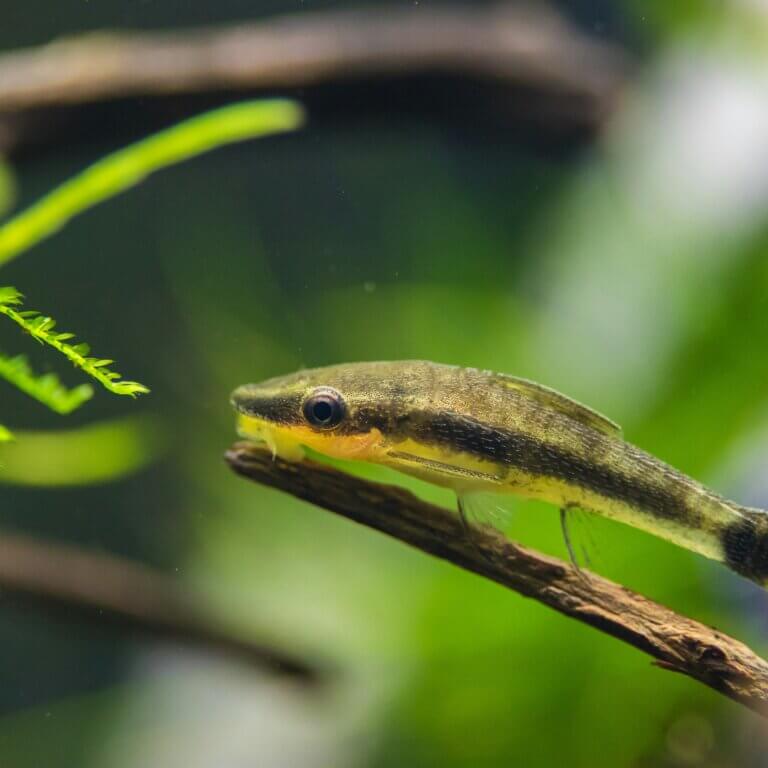 Ohrgitterharnischwels (Otocinclus) sitzt auf einer kleinen Wurzel im Aquarium