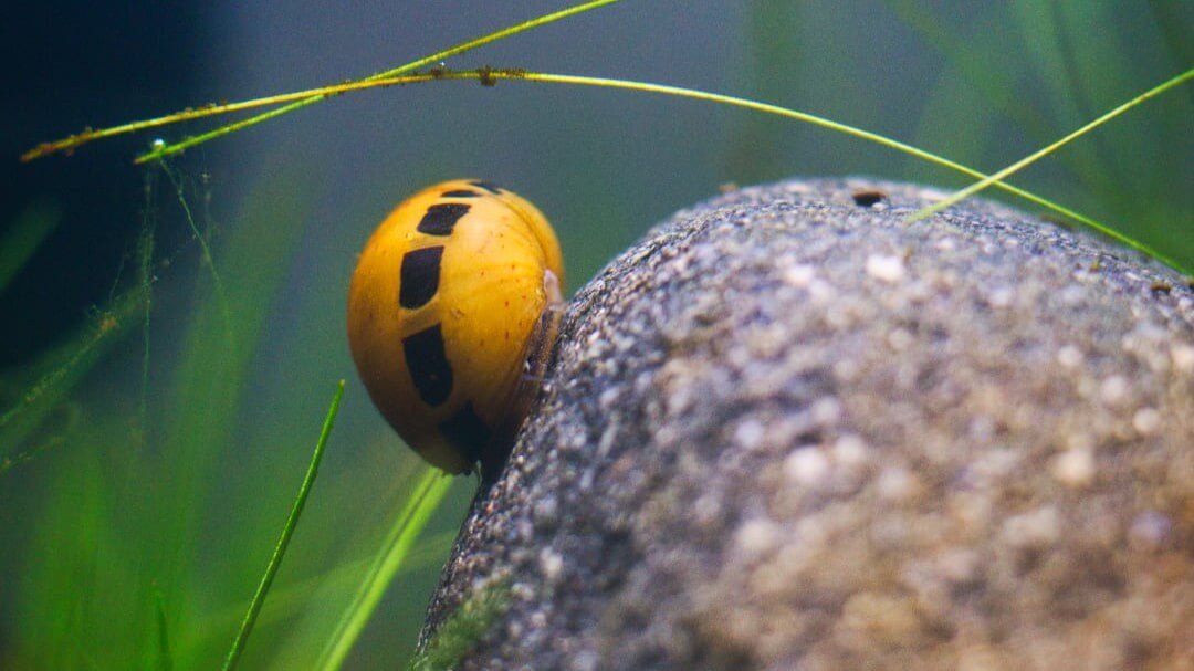 Rennschnecke (Neritina) sucht einen Stein im Aquarium nach Algen ab