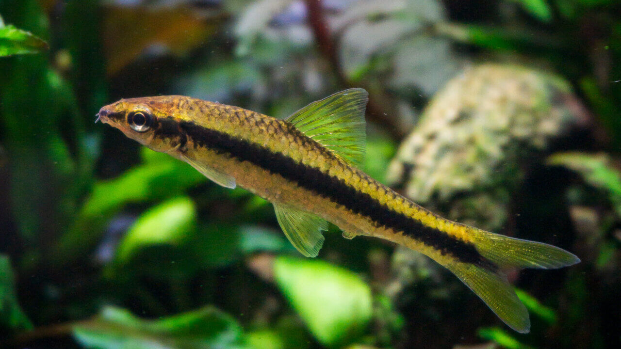 Siamesische Rüsselbarbe (Crossocheilus oblongus) schwimmt im Aquascape