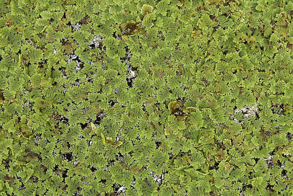 Azolla caroliniana Moosfarn auf der Wasseroberfläche