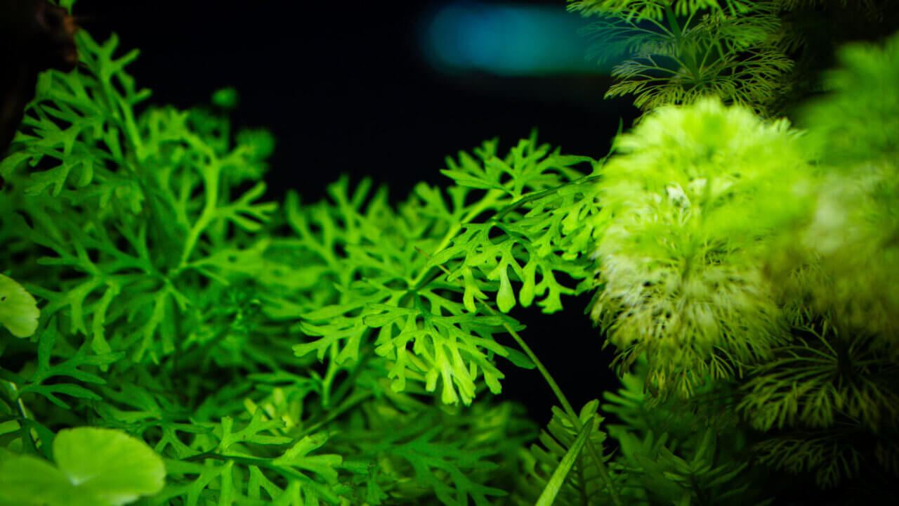 Ceratopteris thalictroides Sumatrafarn im Aquarium