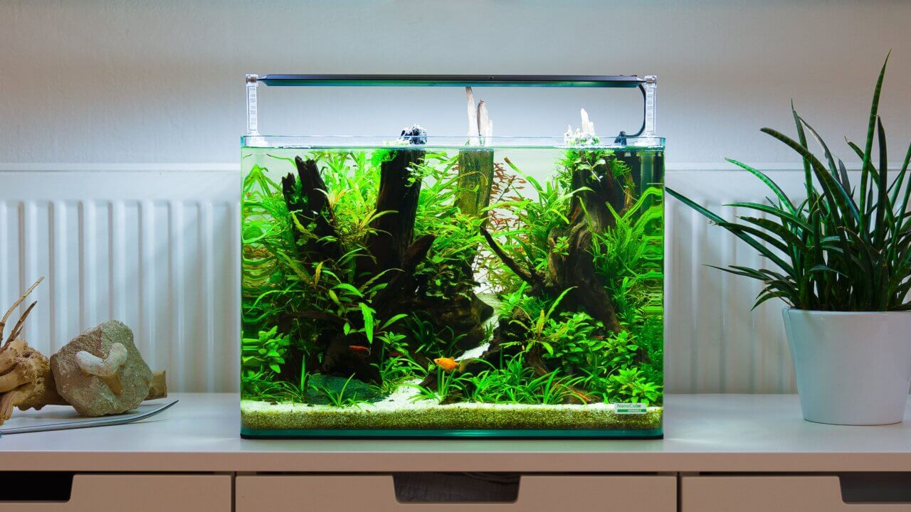 Contest Aquascape Einrichtungsbeispiel 35 Liter Dennerle Aquarium nach 3 Monaten Standzeit