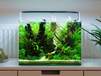 Contest Aquascape Einrichtungsbeispiel 35 Liter Dennerle Aquarium nach 3 Monaten Standzeit