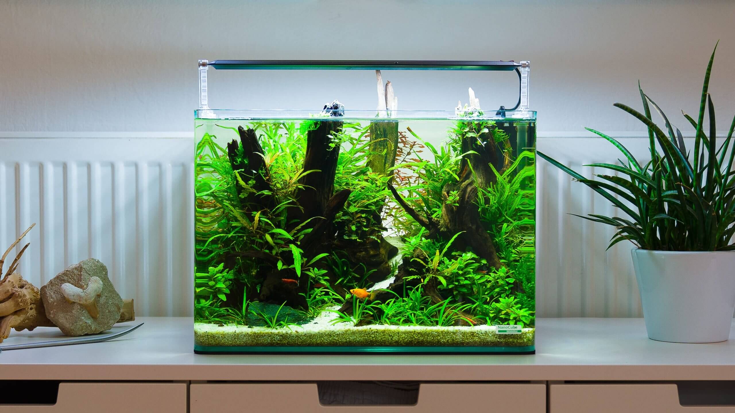 Contest Aquascape Einrichtungsbeispiel 35 Liter Dennerle Aquarium nach 3 Monaten Standzeit