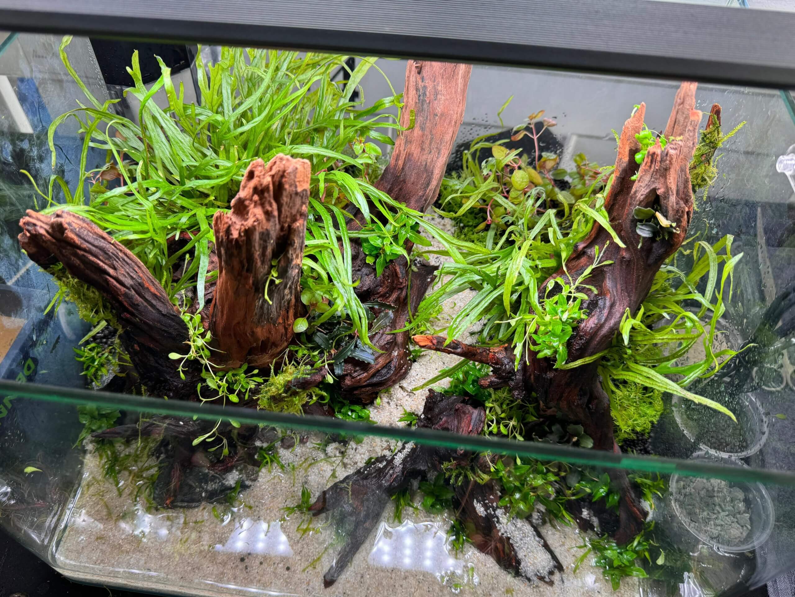 Fertig bepflanztes Wettbewerbs-Aquascape von oben und noch ohne Wasser