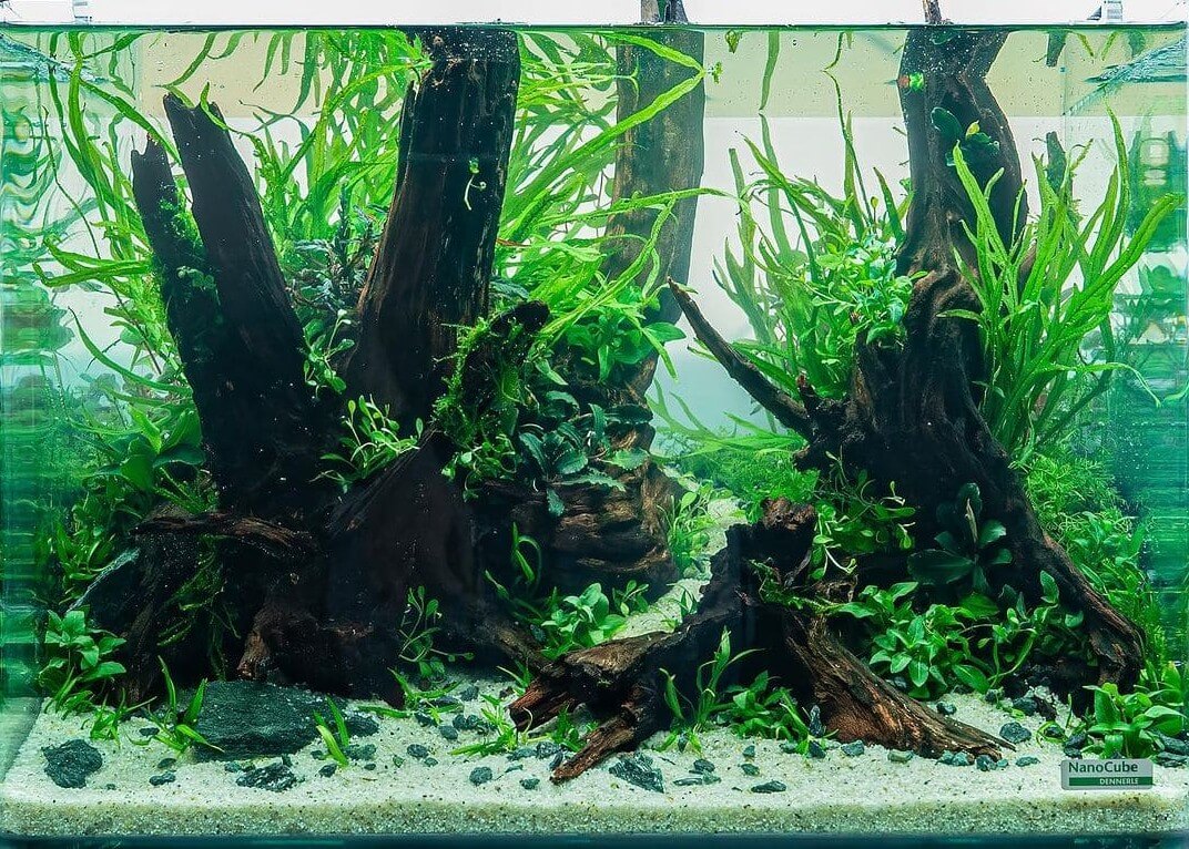 Finales Aquascape fertig bepflanzt und mit Wasser befüllt