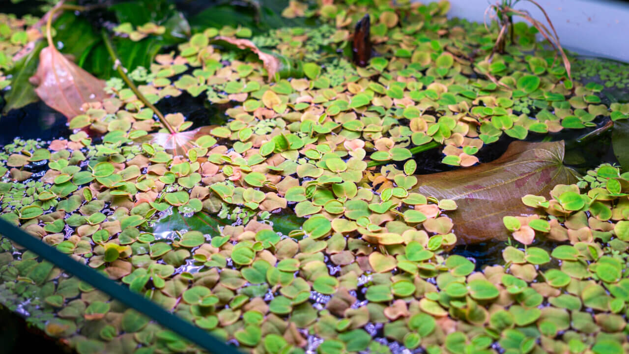 Bei schwacher Beleuchtung bleiben die Blätter der Phyllanthus fluitans grün