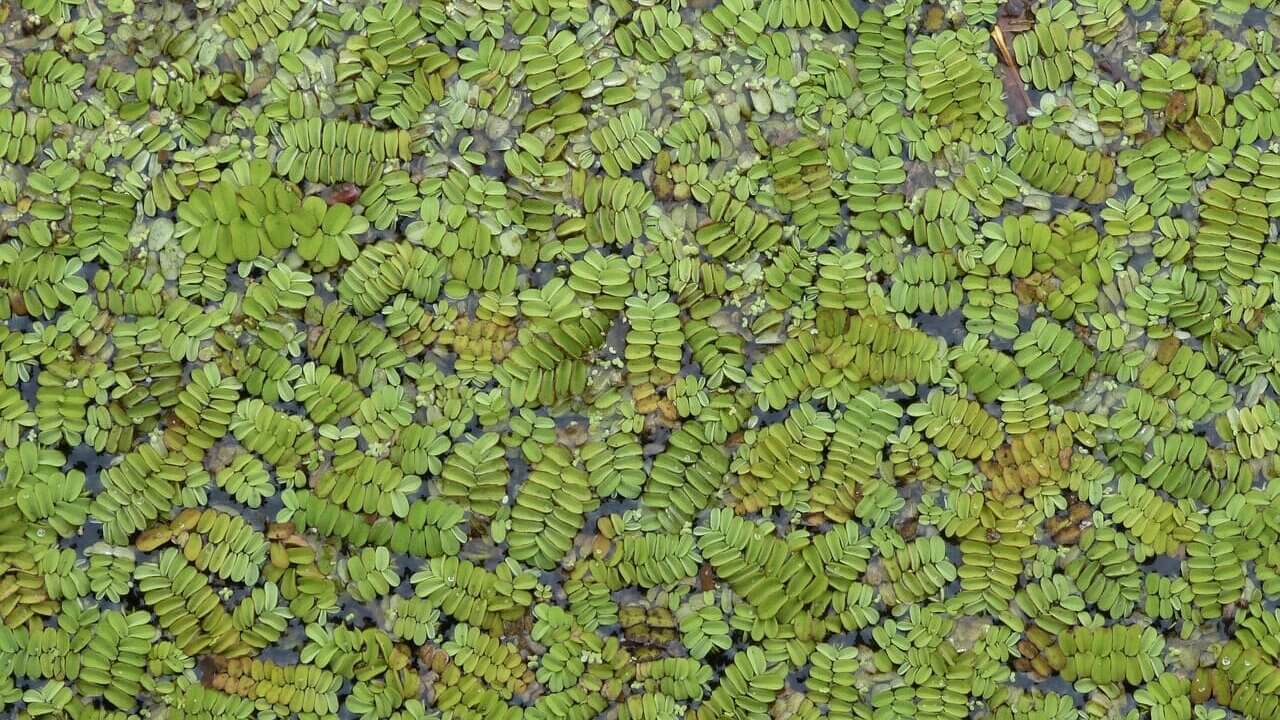 Salvinia auriculata Schwimmfarn hat sich auf der ganzen Wasseroberfläche ausgebreitet