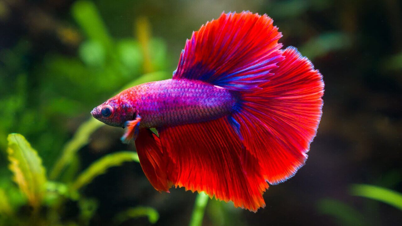 Zuchtform Kampffisch Betta Splendens Halfmoon im Aquascape