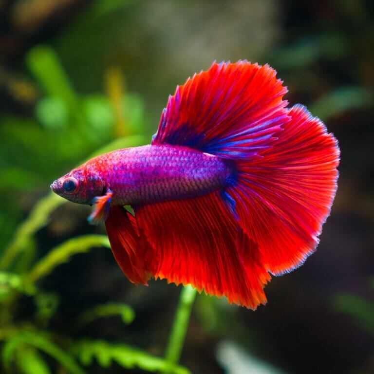 Zuchtform Kampffisch Betta Splendens Halfmoon im Aquascape