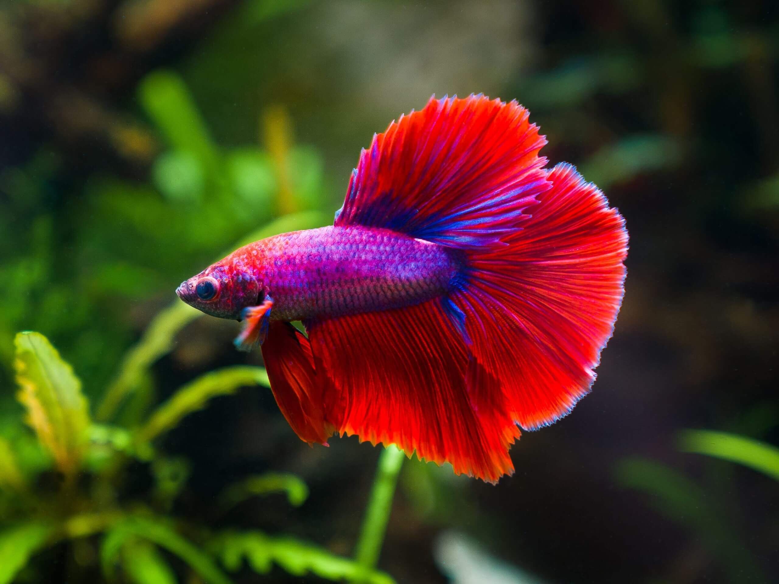 Zuchtform Kampffisch Betta Splendens Halfmoon im Aquascape