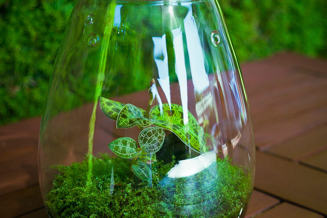 Kleines bepflanztes Glas mit einer Macodes petola (Juwelorchide) und Plagiomnium affine (Perlenmoos)