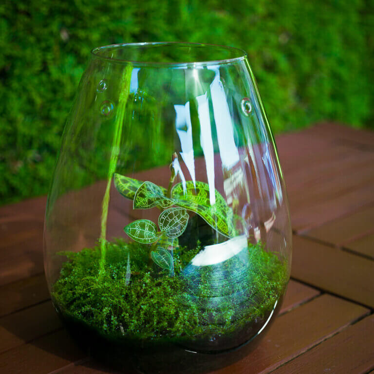 Kleines bepflanztes Glas mit einer Macodes petola (Juwelorchide) und Plagiomnium affine (Perlenmoos)