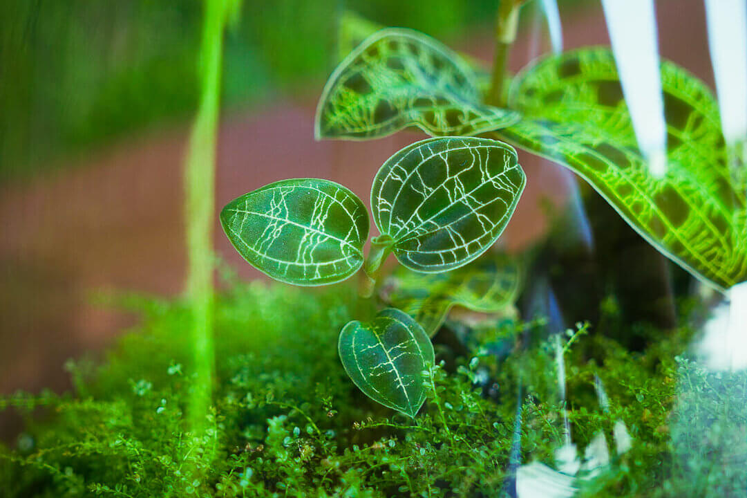 Juwelorchidee Macodes petola mit wunderschöner Blattzeichnung in einem kleinen Pflanzgefäß