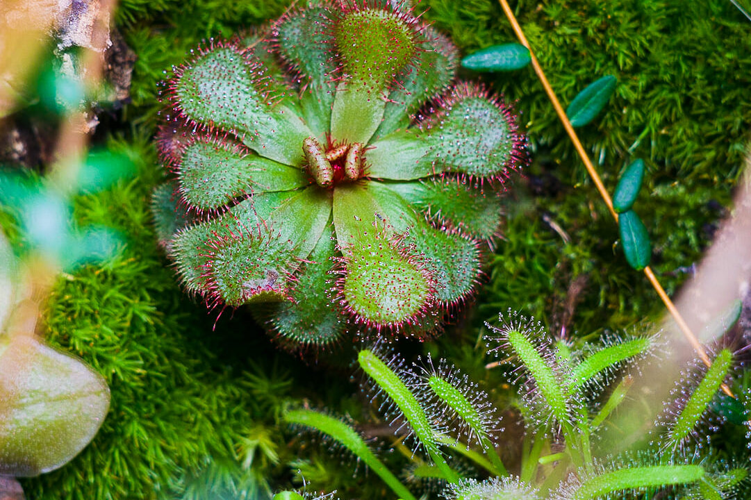 Drosera slackii Hermanus Sonnentau wächst im Terrarium zwischen Moos und anderen Karnivoren Pflanzen