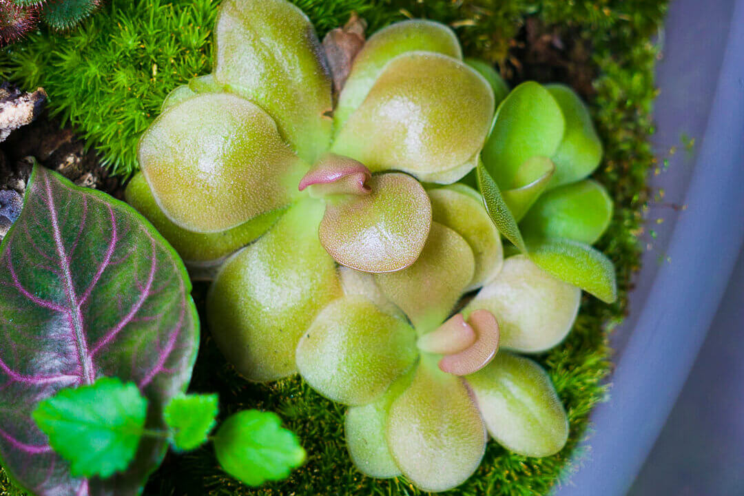 Pinguicula Weser Fettkraut im Terrarium