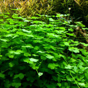 Mini Wassernabel im Aquarium - schnellwachsende, kompakte Vorder- und Mittelgrundpflanze