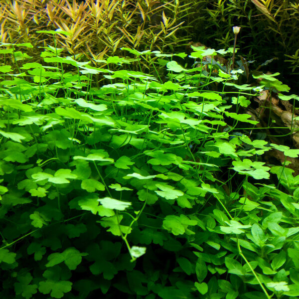 Mini Wassernabel im Aquarium - schnellwachsende, kompakte Vorder- und Mittelgrundpflanze