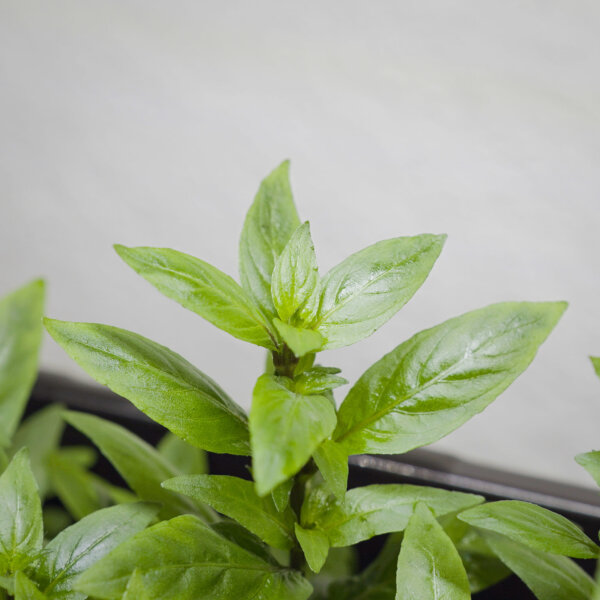 Vordergrundpflanze Staurogyne repens für Aquarien und Aquascapes