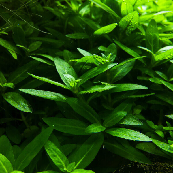 Staurogyne repens im Aquarium – robuste, bodendeckende Aquarienpflanze mit kräftigem Wuchs