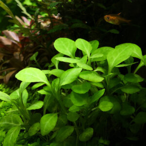 Kardinalslobelie Lobelia cardinalis Mini Aquariumpflanze
