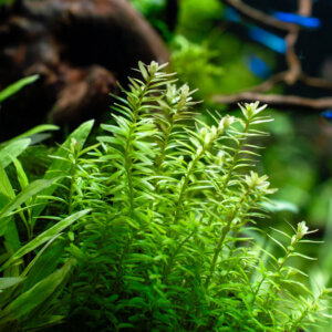 Rotala rotundifolia – feine, rötlich-grüne Aquarienpflanze mit rundlichen Blättern
