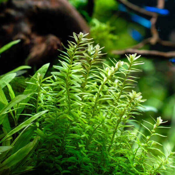 Rotala rotundifolia – feine, rötlich-grüne Aquarienpflanze mit rundlichen Blättern