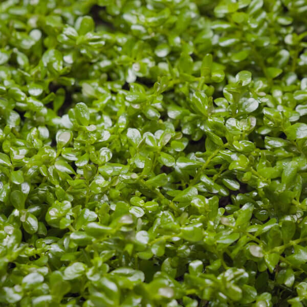 Rotala rotundifolia über Wasser gezogen