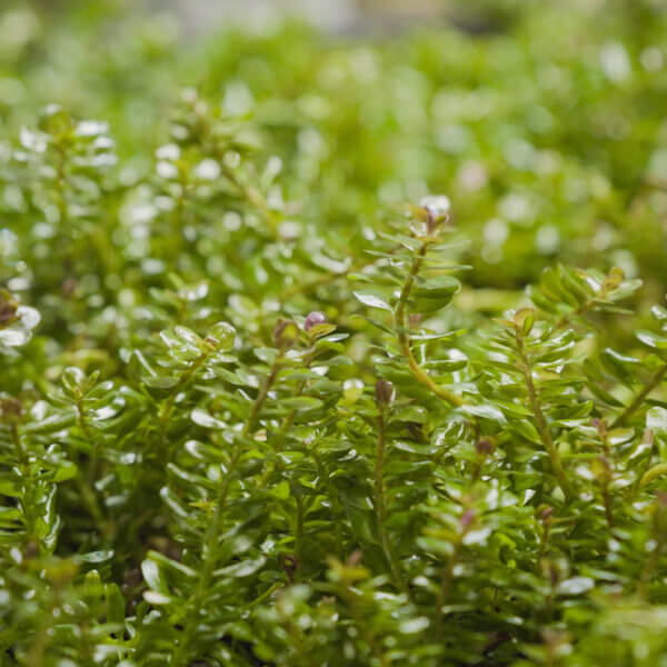 Rundblättrige Rotala in emerser Form