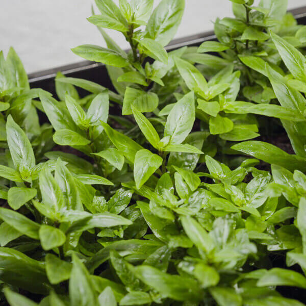 Staurogyne repens - kompakte Aquarienpflanze für den Vordergrund