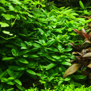 Staurogyne repens wächst kriechend im Vordergrund im Nano Aquarium