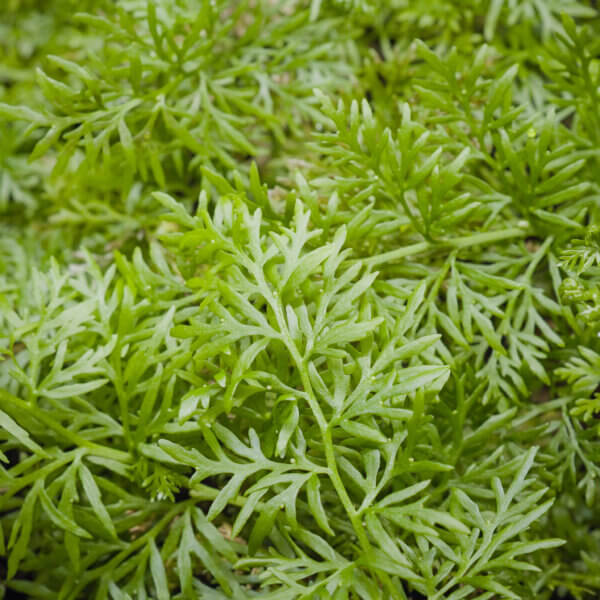 Sumatrafarn | Ceratopteris thalictroides